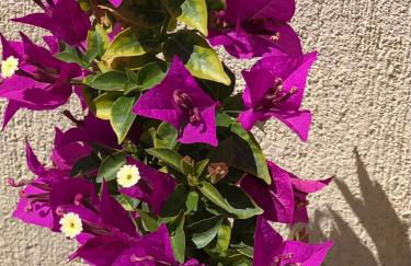 Villa Castillon - Foto 32