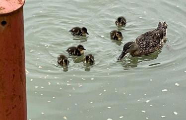 New! Houseboat Nautigal - Photo 7