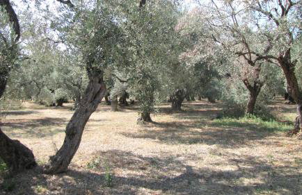 Palirria Hotel & Studios - Photo 42