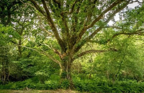 Tent 2 Tangleweood - Ukc4717 - Foto 25