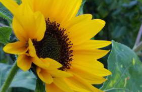 Ferienhaus Bohlingen - Haus 26 - Foto 22