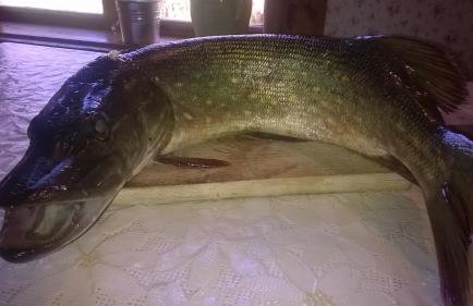 Jabłkowo-na skraju Puszczy Boreckiej ŚNIADANIA W CENIE - Foto 29