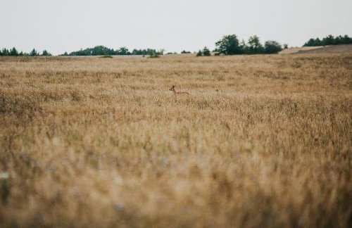 Dziki Las - domki na drzewach - Foto 79