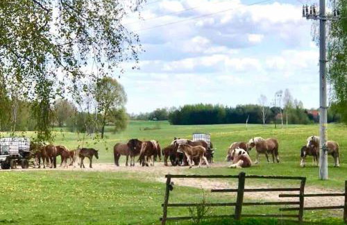 Zakątek na Mazurach I Kalinowo, Romoty - Foto 54