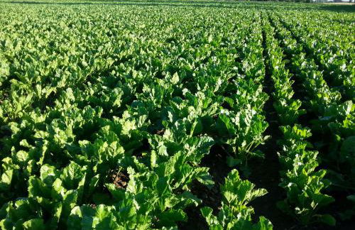 Barchessa Da Rio - Foto 16