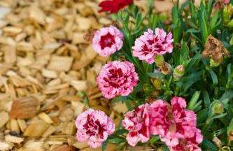 Ferienhaus Plattenberg - Foto 59