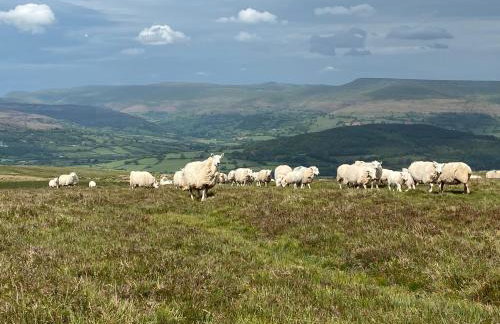 Pant Llwyd Farm - Foto 29