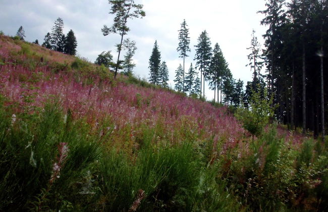 Charming Apartment With Balcony, Garden, BBQ, Parking, Heating - Foto 36