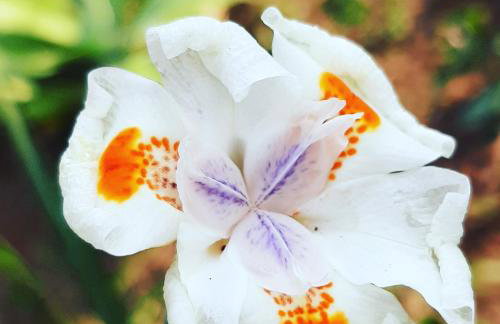 Chalé Pakere Bellavista - visão magnífica do vale e montanhas a mais de mil metros de altitude, wi-fi, sauna, piscina e água de nascente - locação do chalé sem prestação de serviços - Foto 61