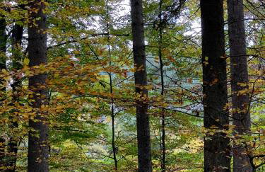 Apple Tree House - Foto 63