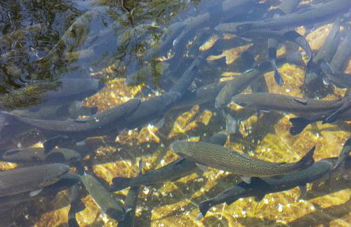 Waterfall House Getaway - Photo 33