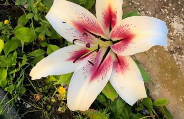 Mein Ferienhaus Rosenbusch 2 - Foto 15