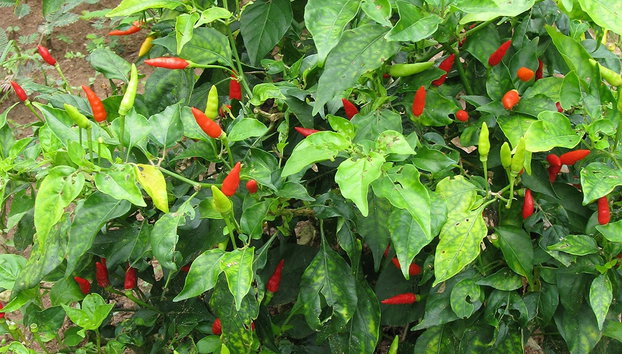 Descubra es especiarias do Zanzibar - Foto 2