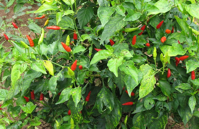 Descubra es especiarias do Zanzibar - Foto 2