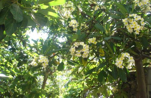 Goyo Gomera Apartments - Foto 67