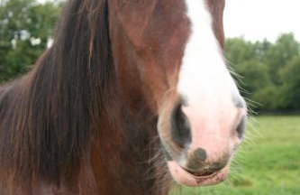Blashford Manor Holiday Cottage - The Dartmoor Cottage - Foto 8