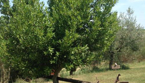 Teruzzi Country House - Foto 5, Garden, Garden view