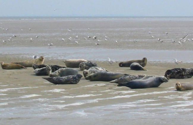 Villa in Wieringer Style With Hot Tub - Foto 38