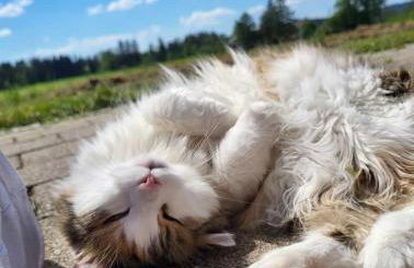 Ferienhof Broger FeWo Bergblickle mit Pool - Foto 32