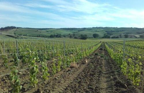 Agriturismo da Remo - Foto 12