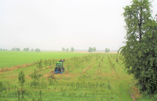 Ferienwohnung Gute Luise in Fuenfseen - Foto 13