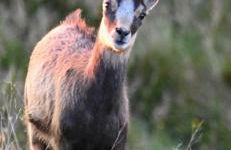 Chalet des 2 lacs - Foto 8