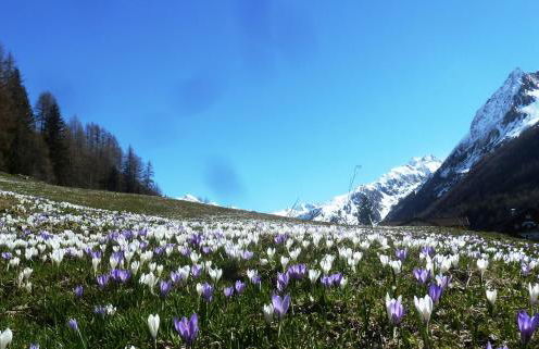 Almhaus Pfister OHG - Foto 64
