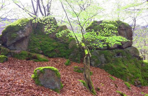 Ferienwohnungen Finke - Foto 63