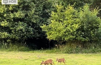 les Palmiers - Foto 16