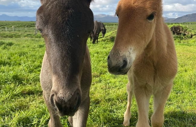 Álftártunga farm guesthouse - Foto 64