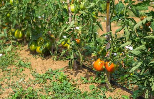 Villa Pilati - Foto 18