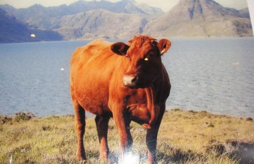 Cottage Hühnerstall - Foto 6