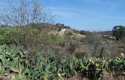 Monte Das Ferrarias - Foto 45