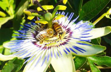 Kiteshomes - Foto 42