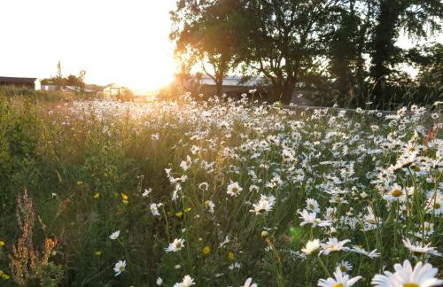 Hidden cottages Two lovely 1 bed cottages in peaceful surroundings, 1 with log burner - Foto 31