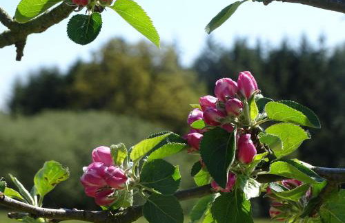 Lavender cottage - Foto 22