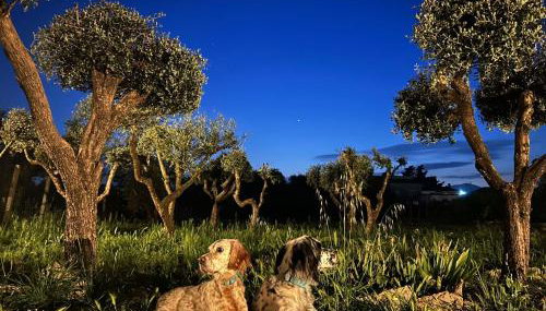La Perla di Dea - Photo 4, Garden