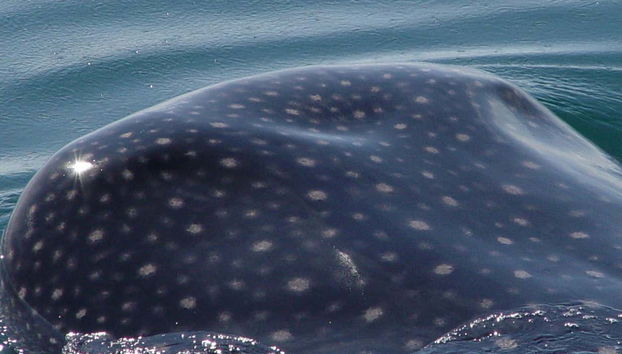 Veremos de perto esses grandes peixes!