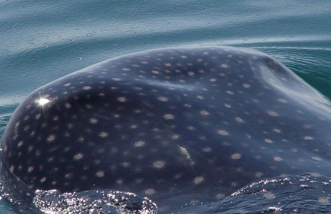 Snorkelling with Whale Sharks in Holbox - Photo 4