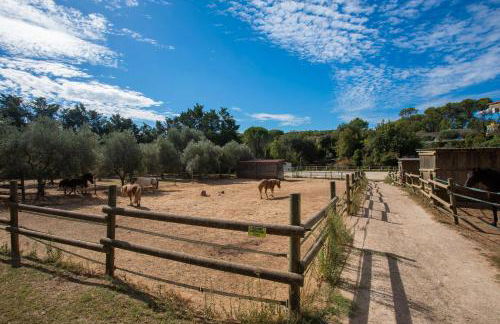 L’oliveraie Écuries Mas di Gau - Foto 23