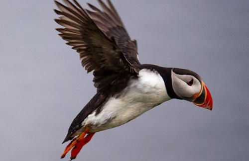 Pegasus Place - Foto 6