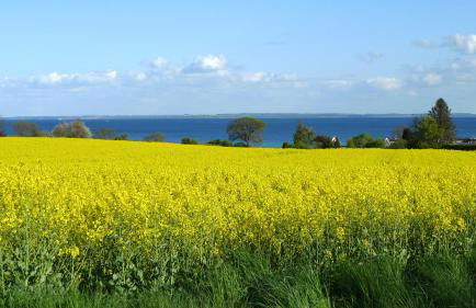 Bärenklau - Foto 12