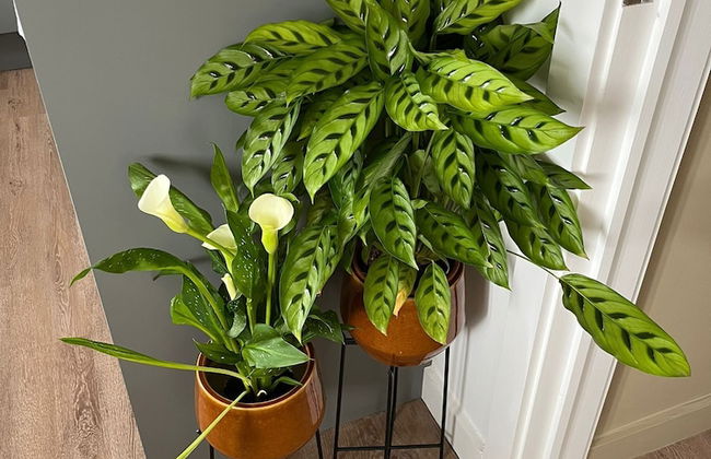 Peak Willow Apartments - Photo 4