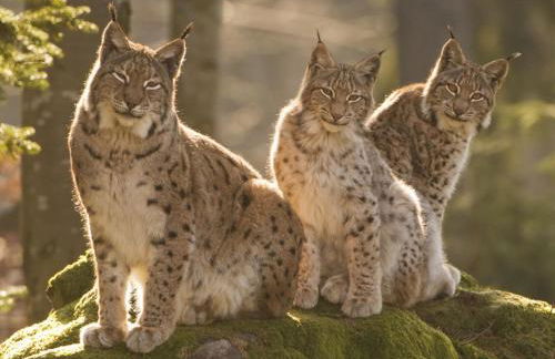 Ferienhaus Hütter - Foto 24