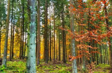 Villa Meisterstein - Foto 34