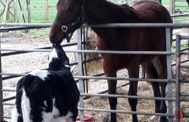 Bluebells Farmstay - Foto 21