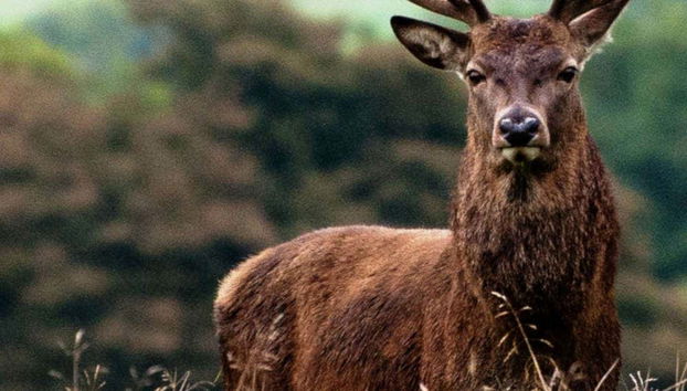 Uno de los ciervos que podremos contemplar