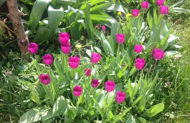 Villa Rheinblick - Foto 15