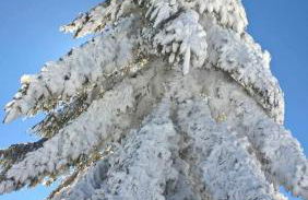 Casa Ferreira - Foto 31