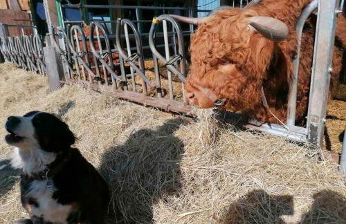 Haffblick im Reetdachhaus am Haff - Foto 14